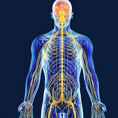 Kinesiologia sistema nervioso